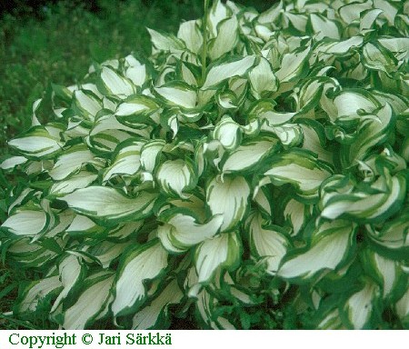 Hosta undulata 'Mediovariegata'